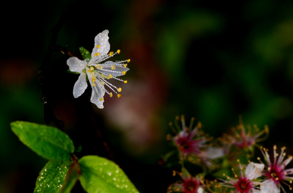 李花