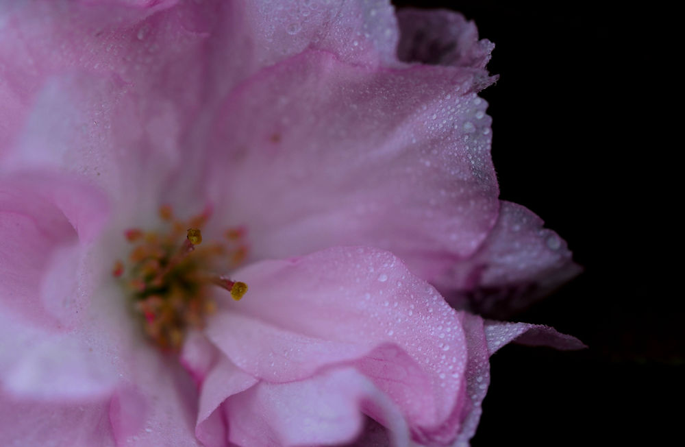 雨后樱花