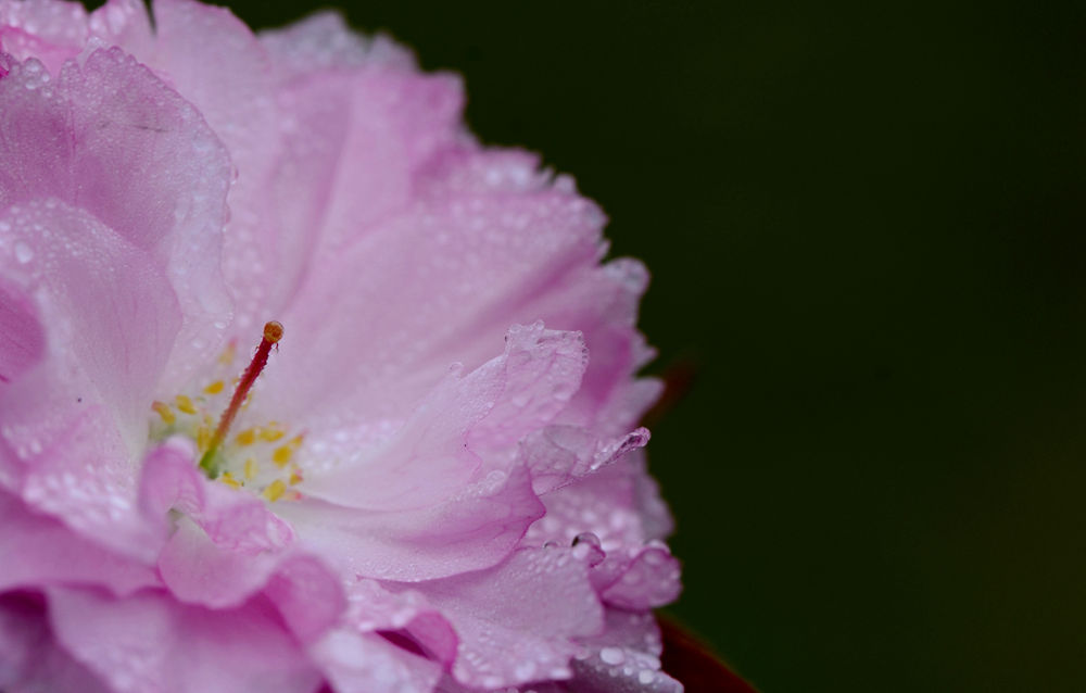 雨后樱花