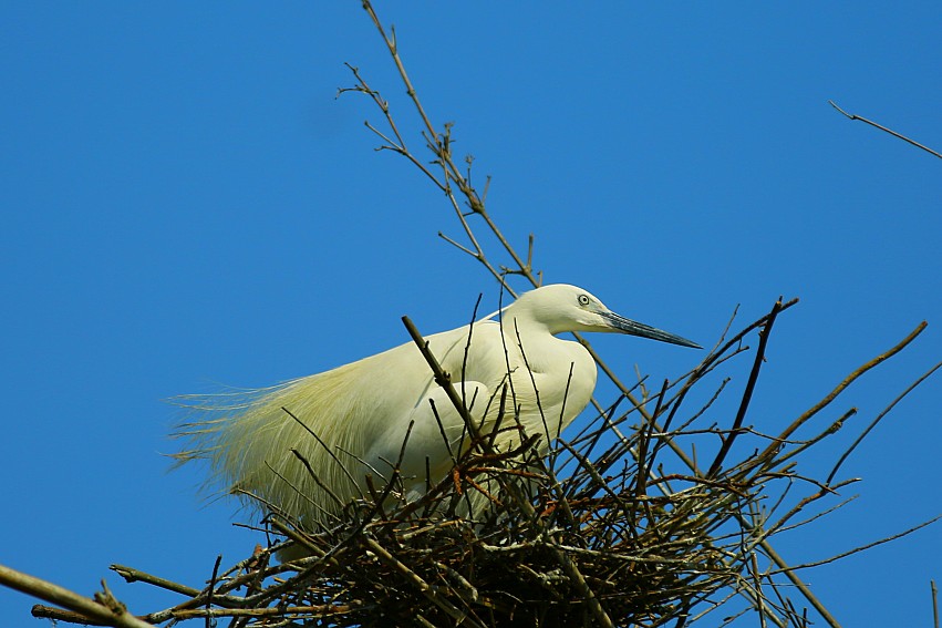 _S0A2129_conew1.JPG