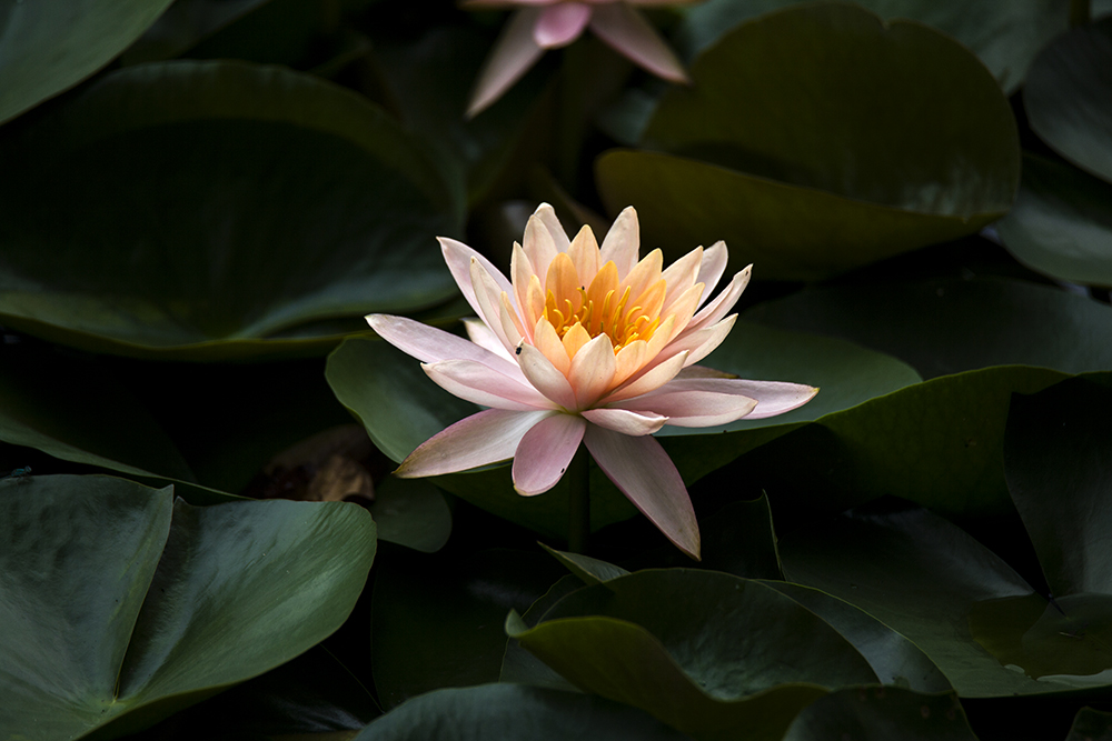 IMG_8518副本.jpg