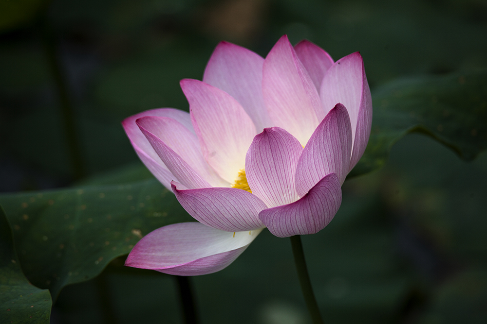 IMG_8529副本.jpg