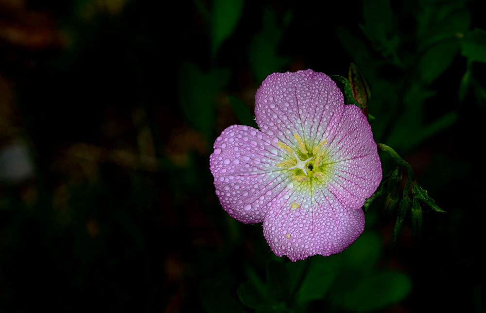 雨后月见草