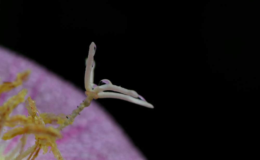 雨后月见草