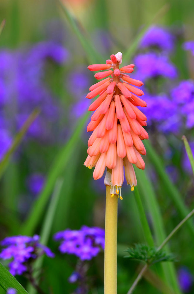 火炬花