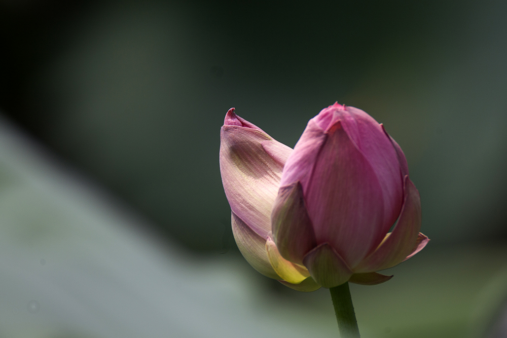 IMG_8903A.jpg