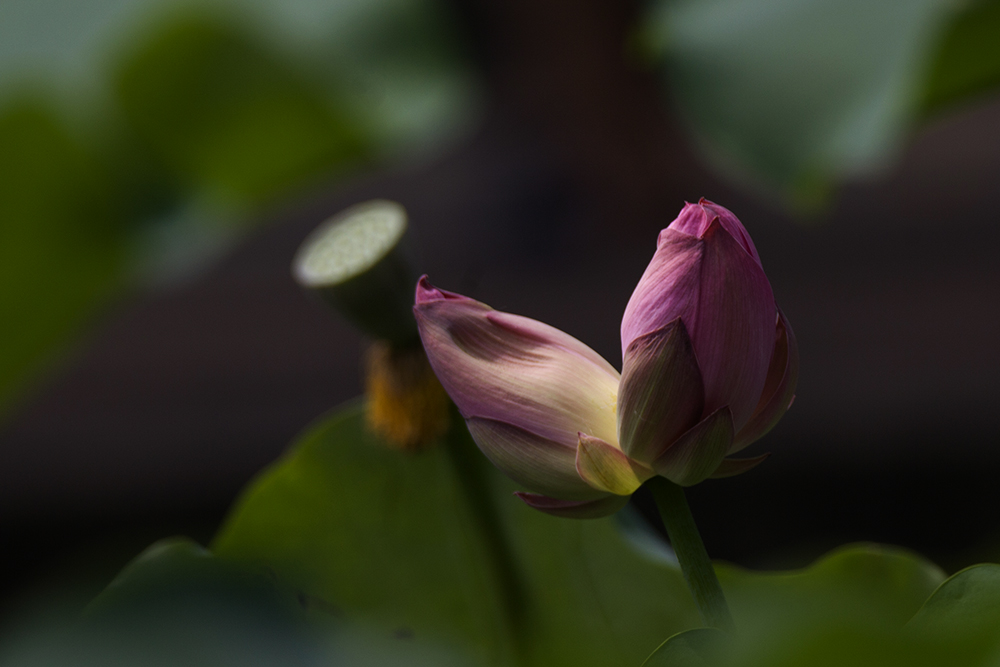IMG_8970A.jpg