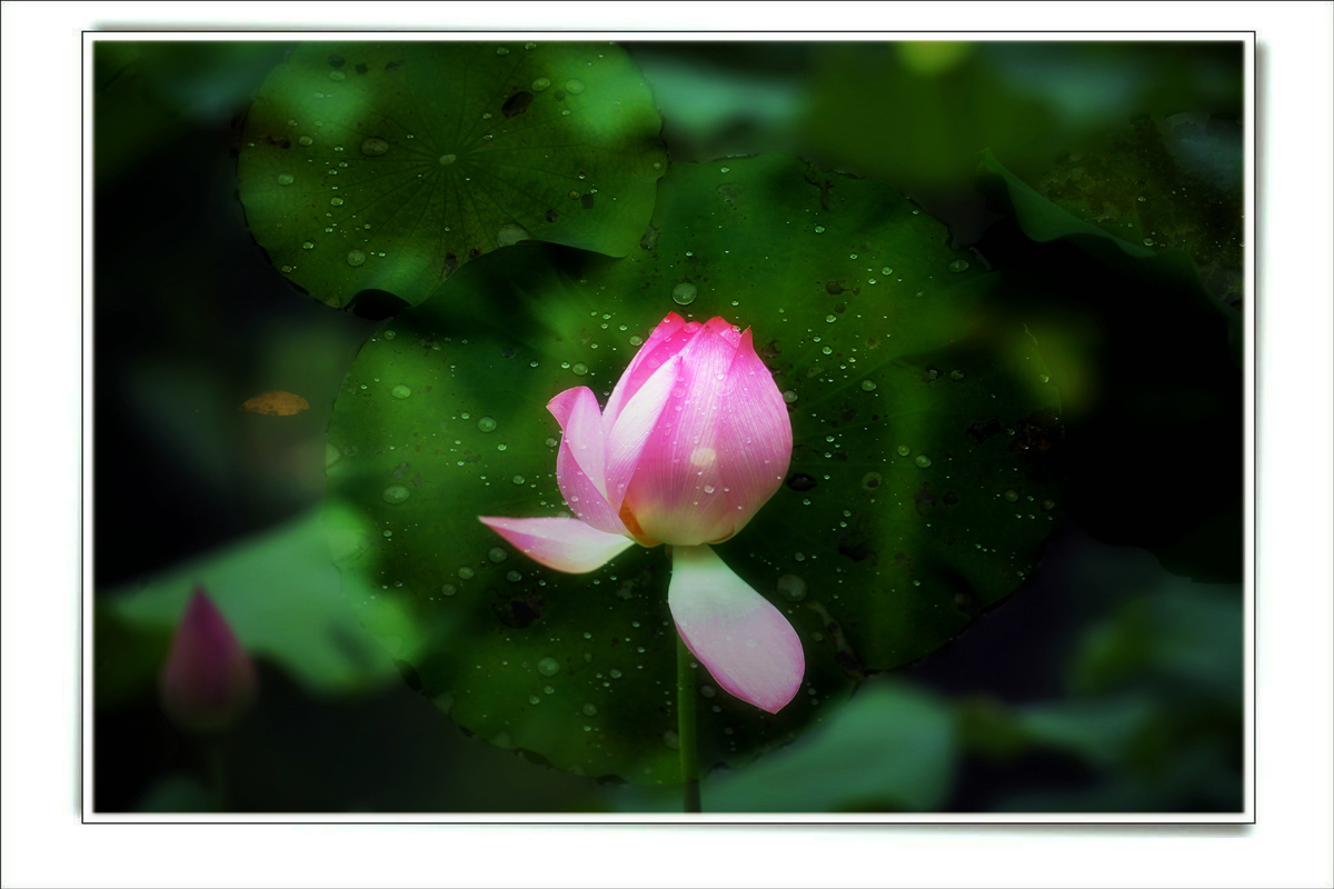 DSC_4543_副本.JPG