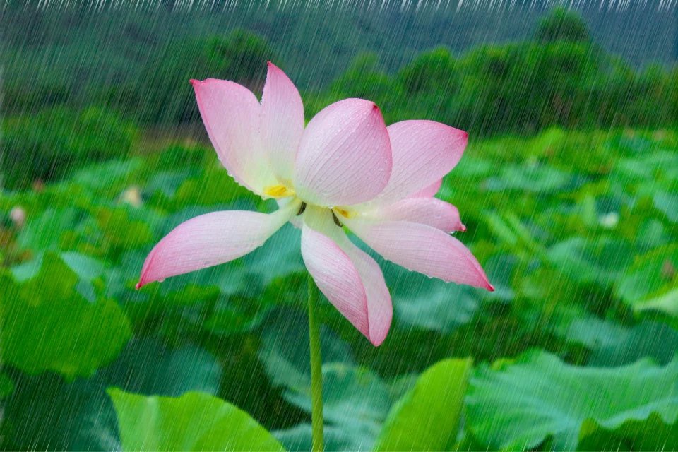 叶上初阳干宿雨