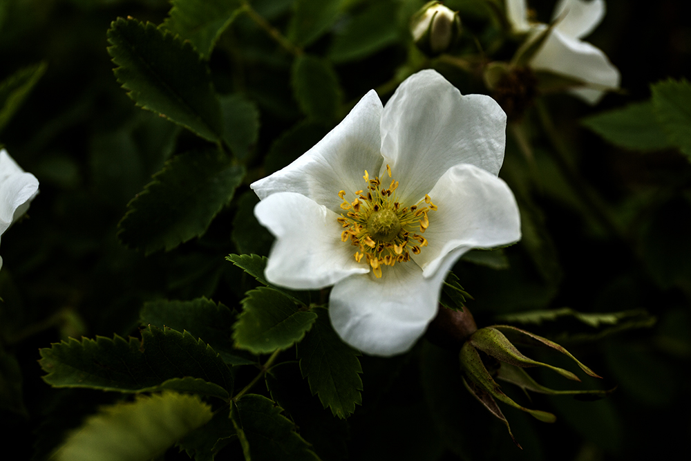 IMG_1111副本A.jpg