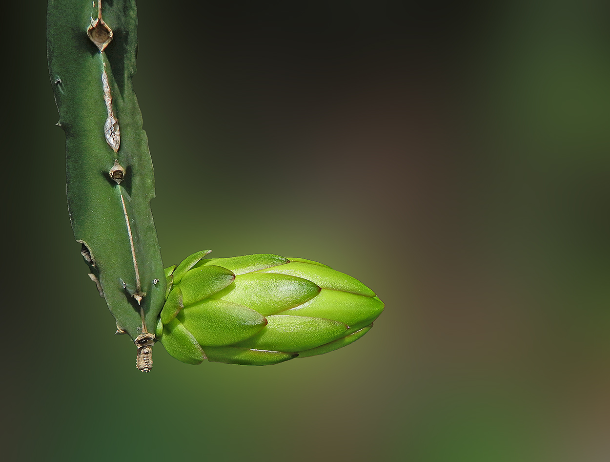 DSCF4525.JPG