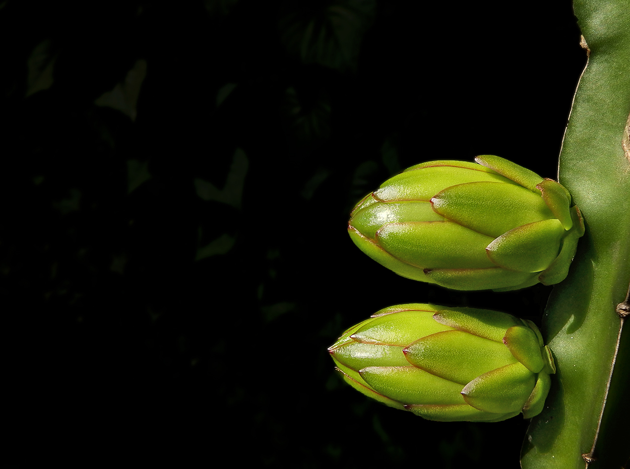 DSCF4533.JPG