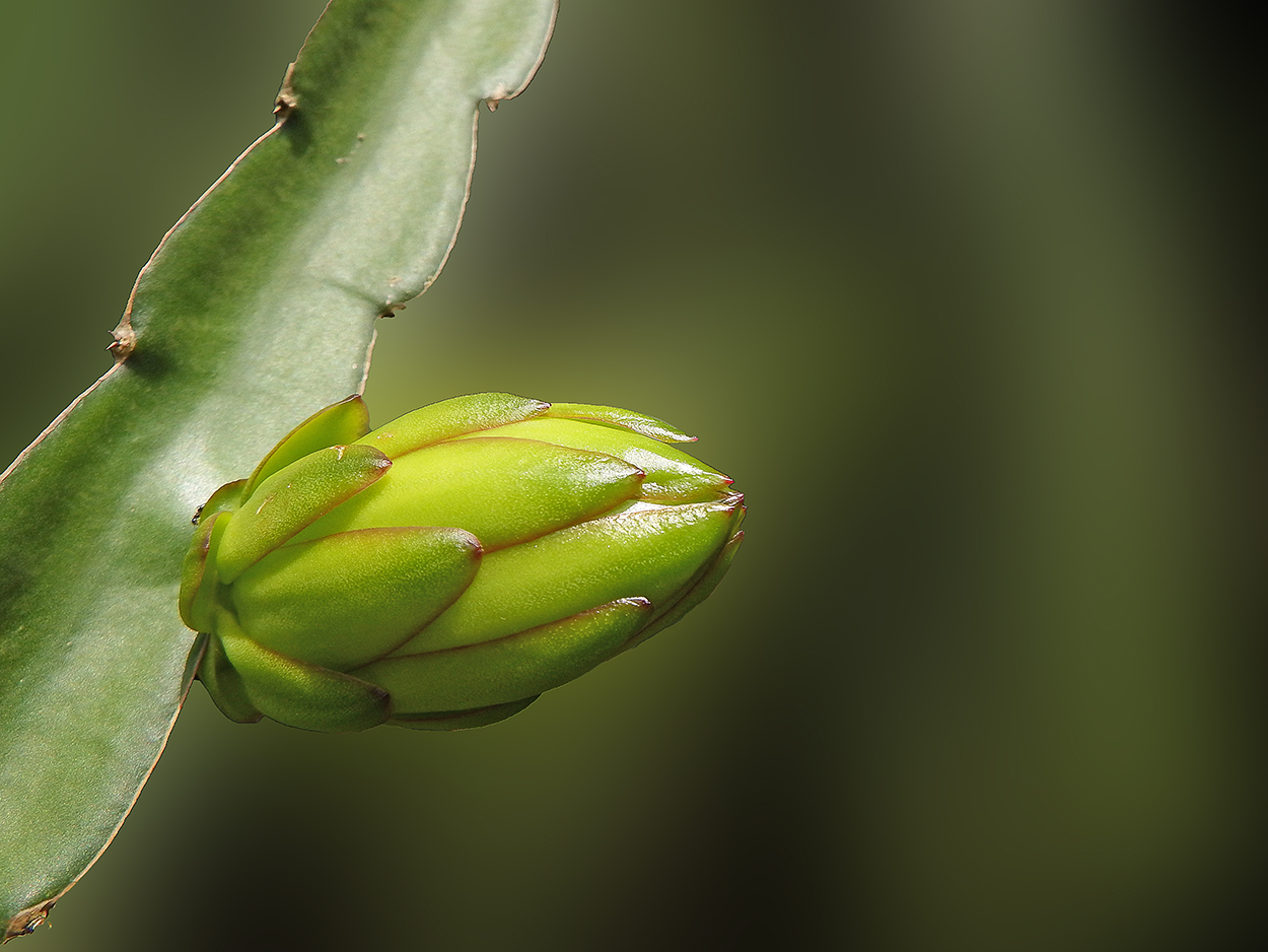DSCF4595.JPG