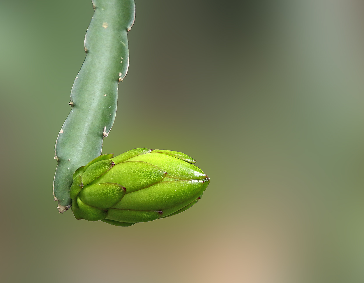 DSCF4645.JPG