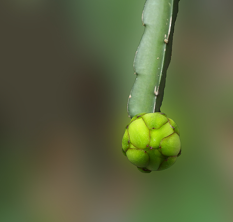 DSCF4651.JPG