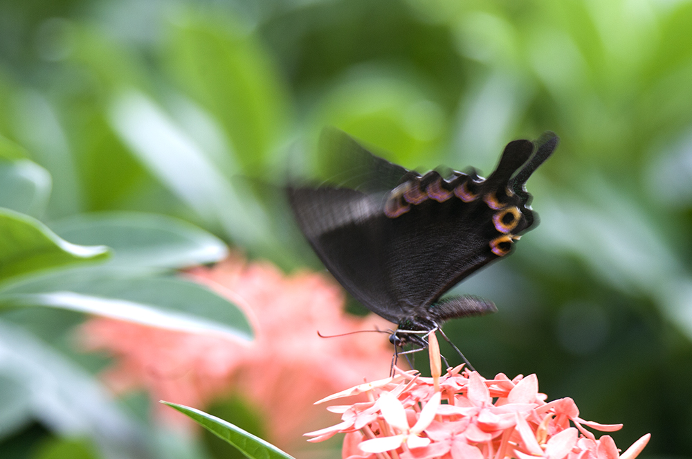 IMG_2852 - 副本.jpg