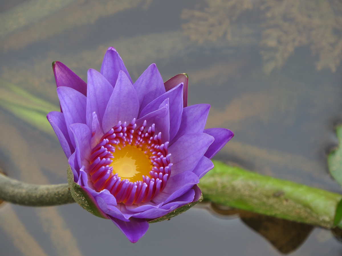 DPP_0011.JPG