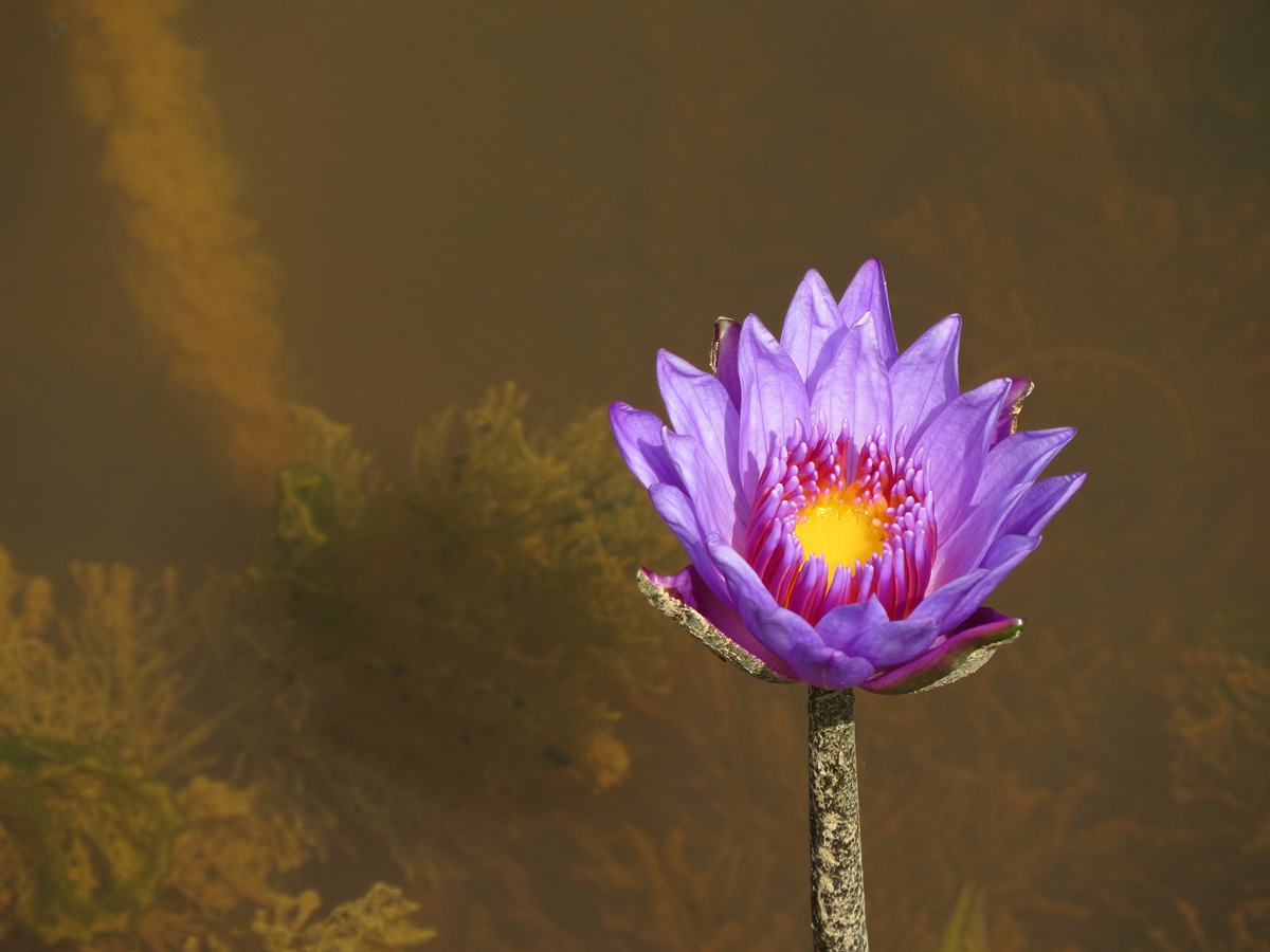 DPP_0015.JPG