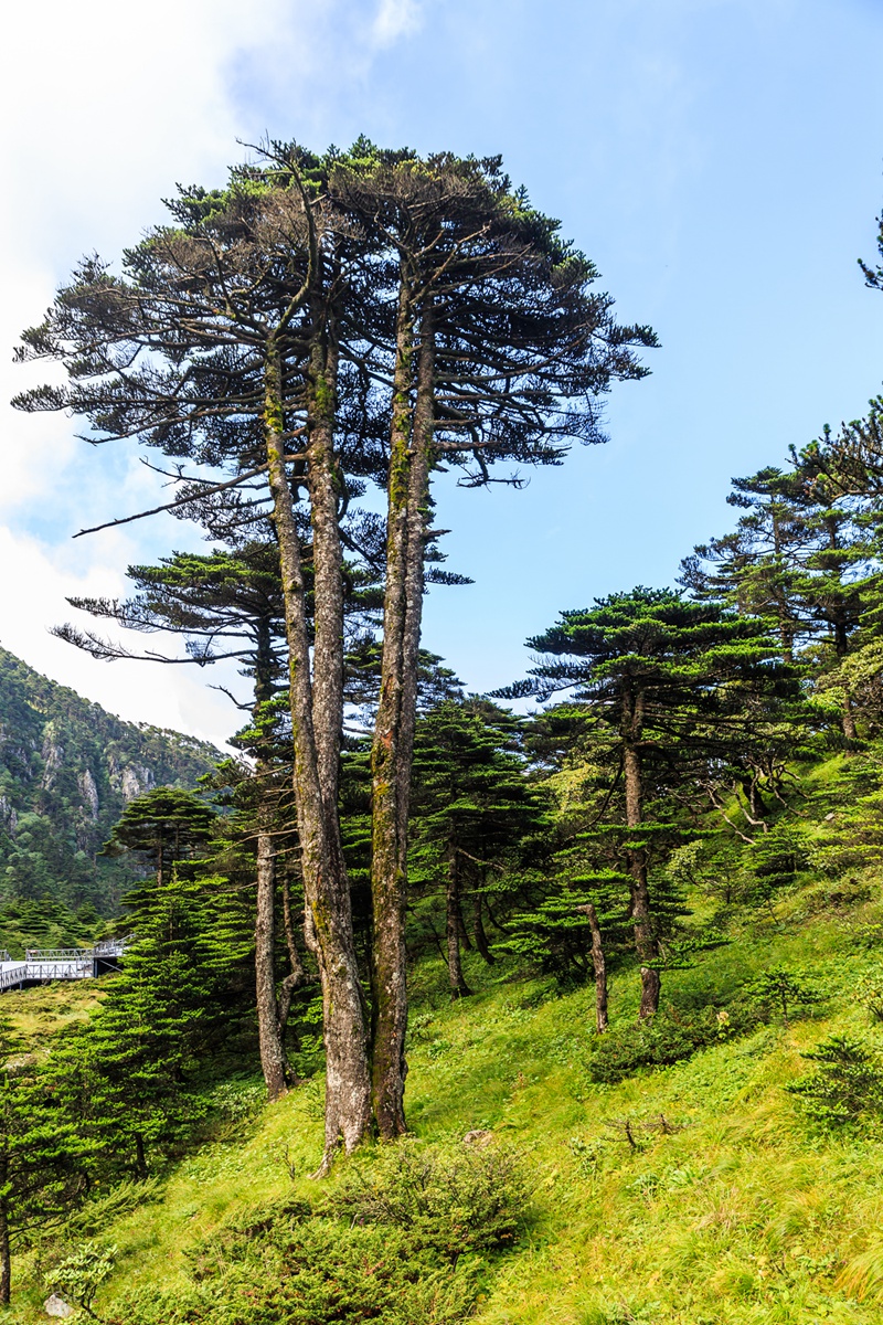 苍山-11_副本.jpg