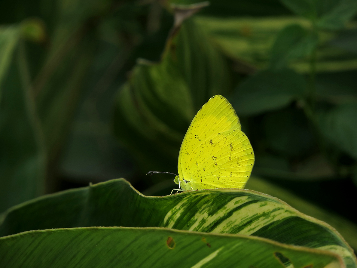 DPP_00031.JPG