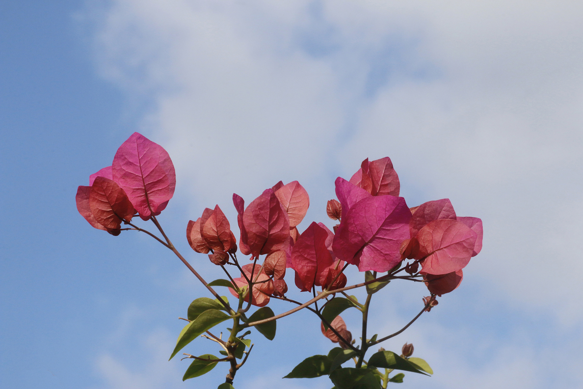 _MG_3474.JPG