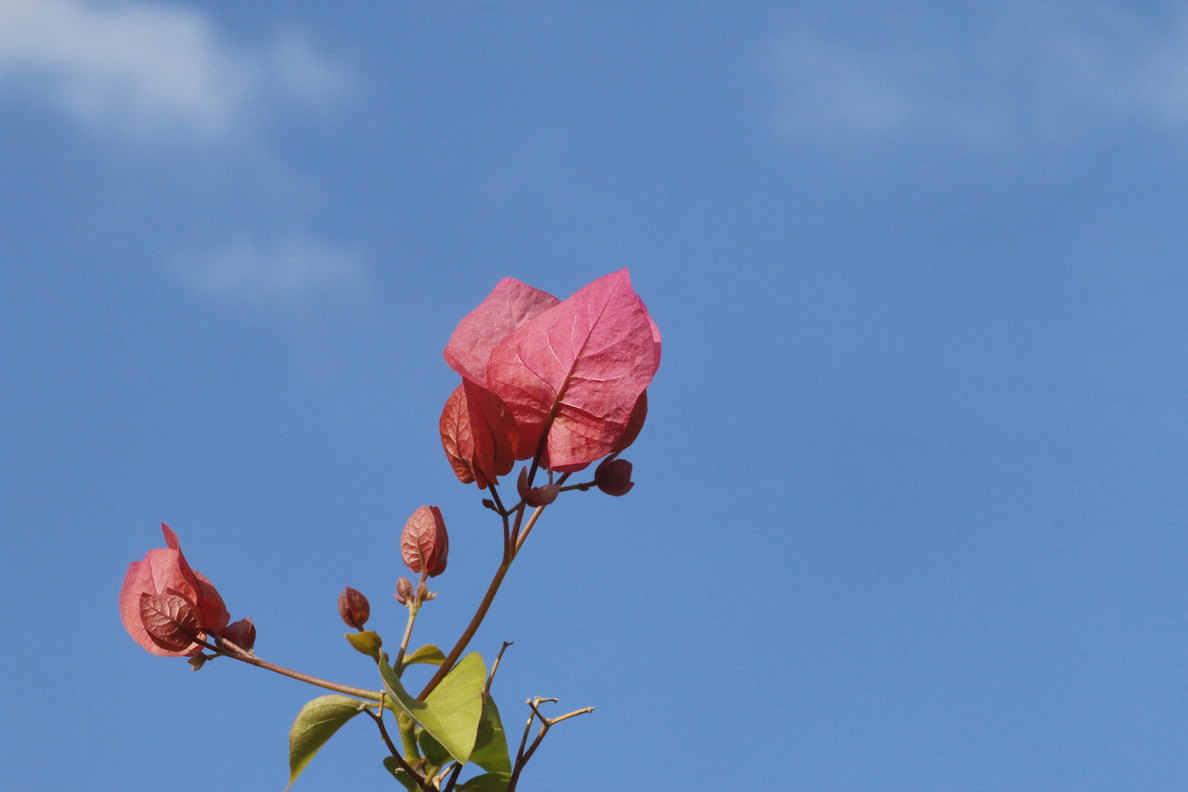 _MG_3477.JPG