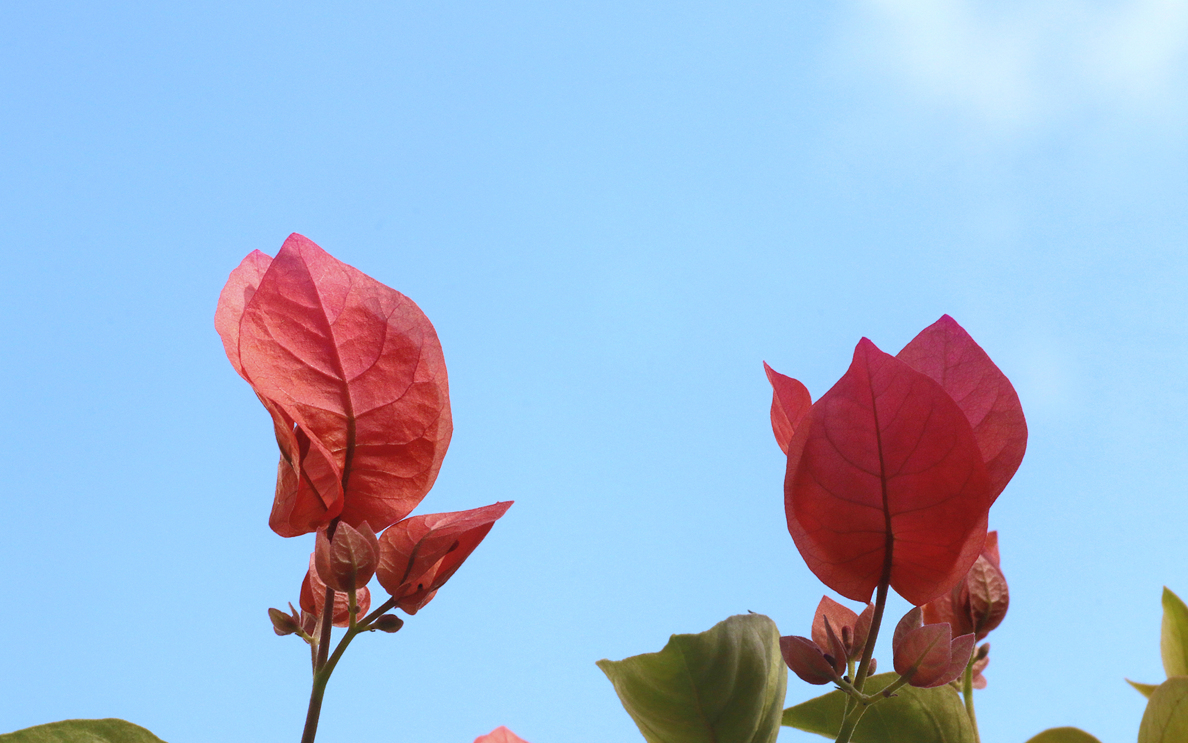 _MG_3487.JPG