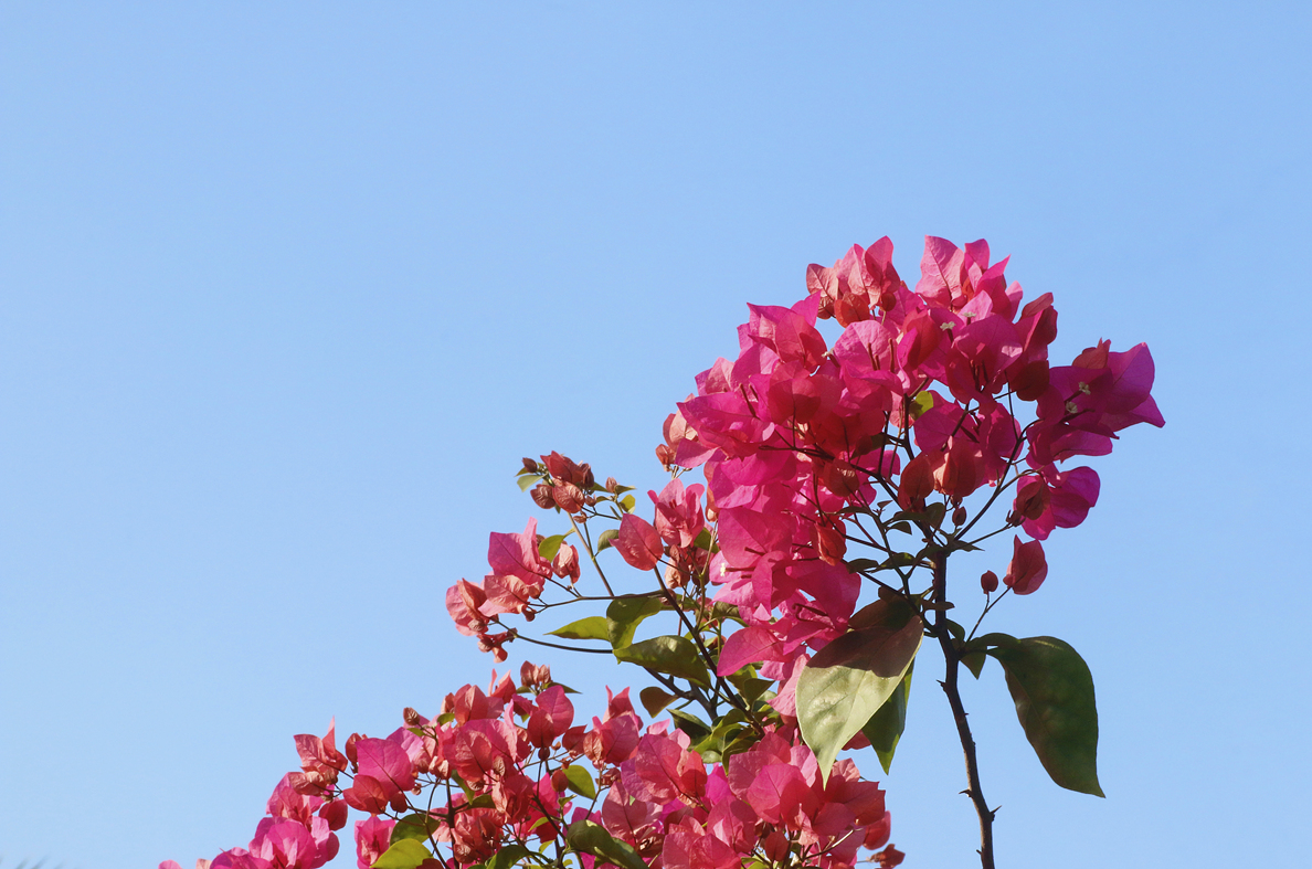 _MG_3491.JPG