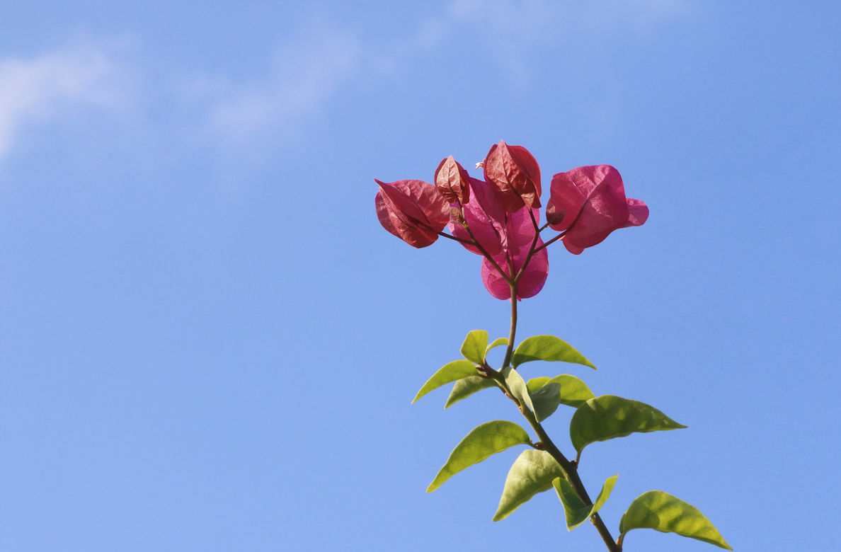 _MG_3495.JPG