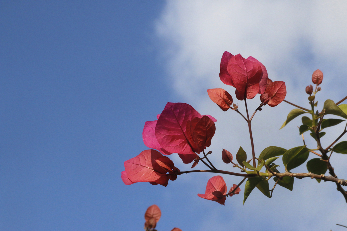_MG_3473.JPG