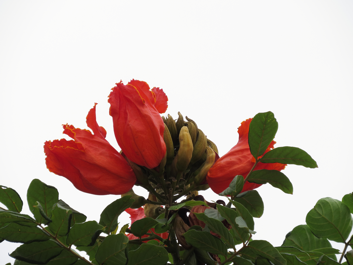 ADPP_0001.JPG