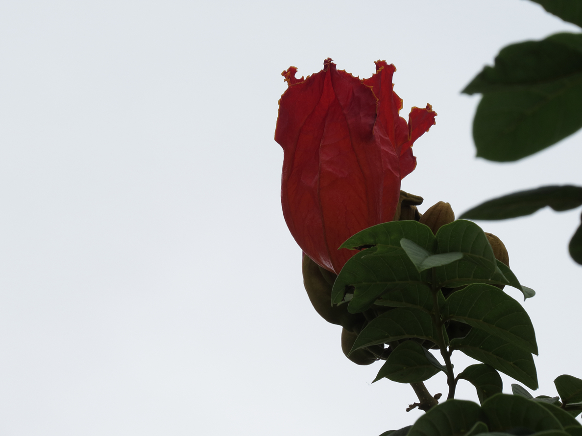 CDPP_0004.JPG