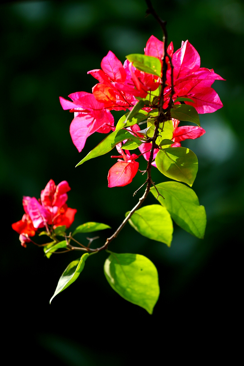IMG_0572_副本.jpg