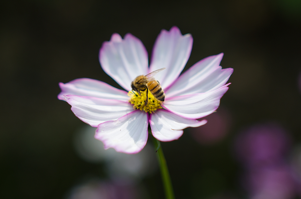_DSC8079.jpg