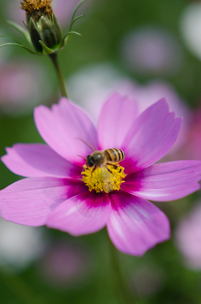 _DSC8094.jpg