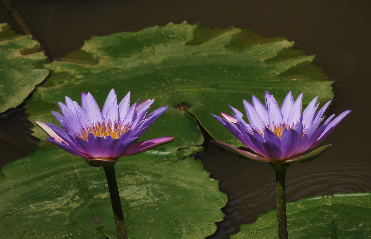 BDPP_0009.JPG