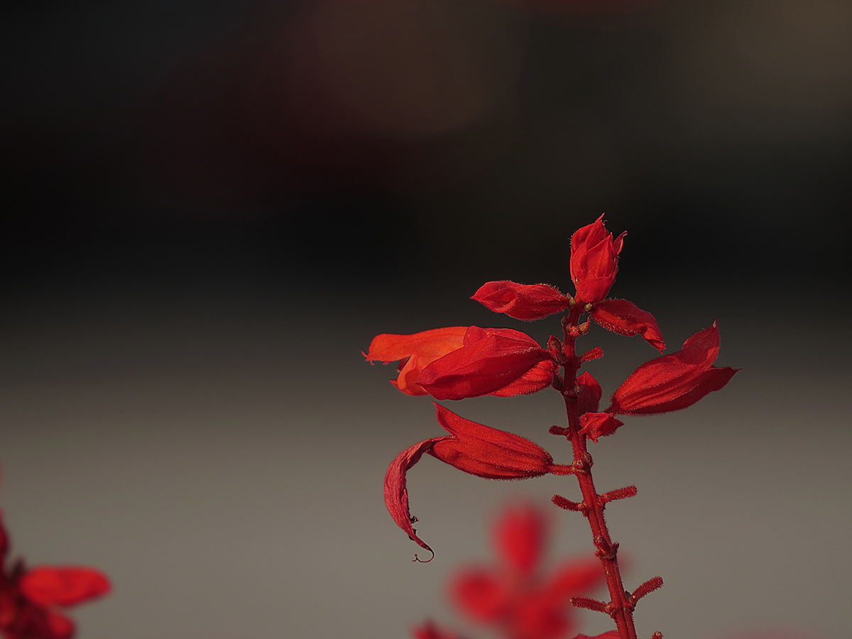 DPP_0028.JPG