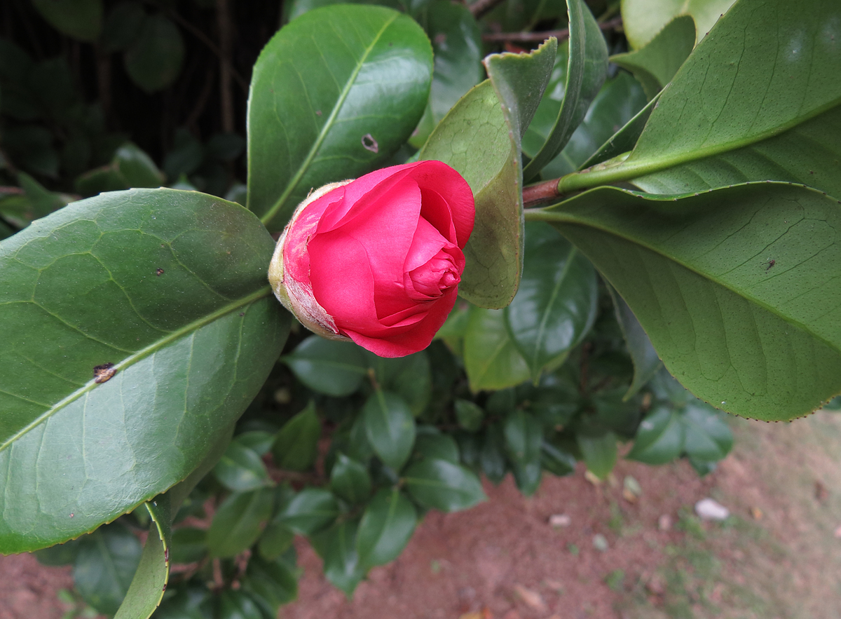 DPP_0021.JPG