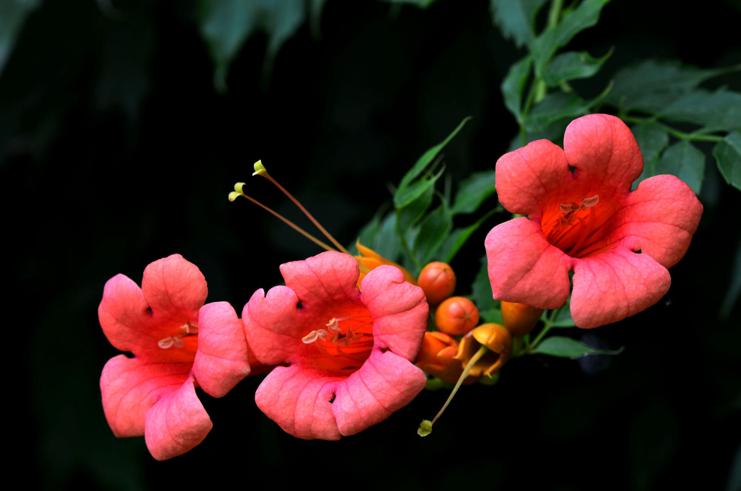DSC_8513_234.JPG