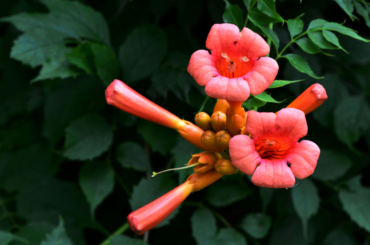 DSC_8514_235.JPG
