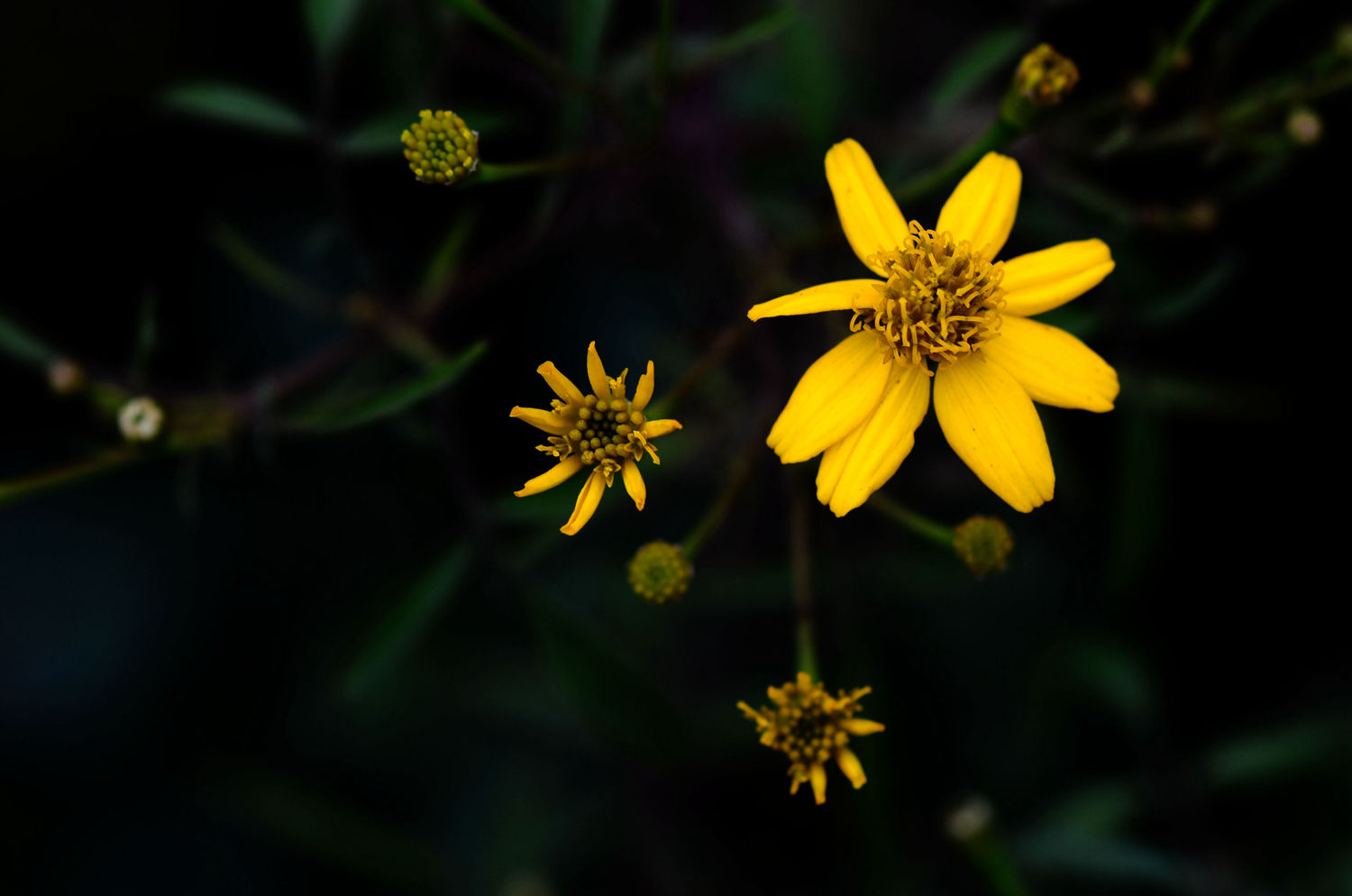 DSC_3727.JPG