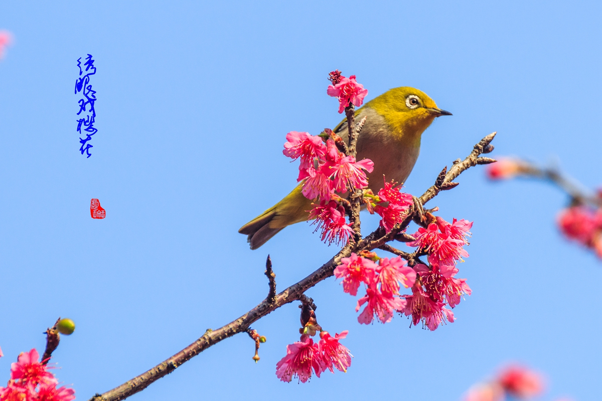 绣眼戏樱花-1.jpg