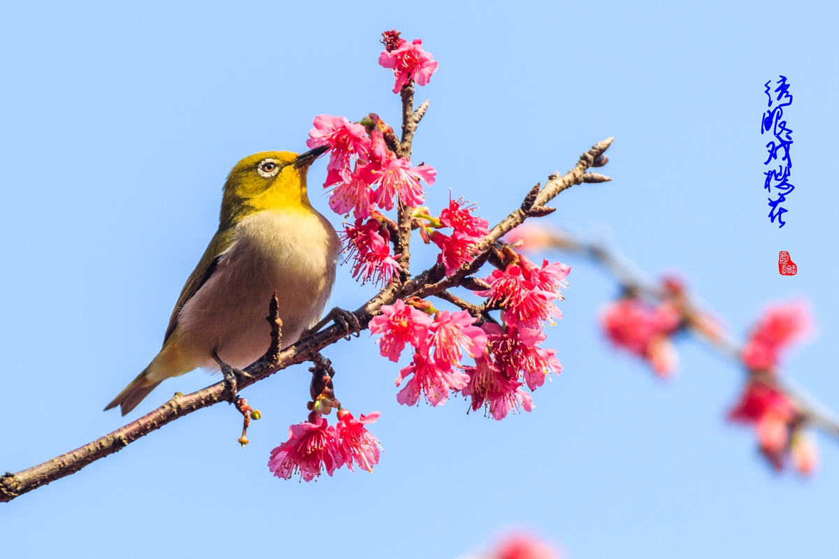 绣眼戏樱花-9.jpg