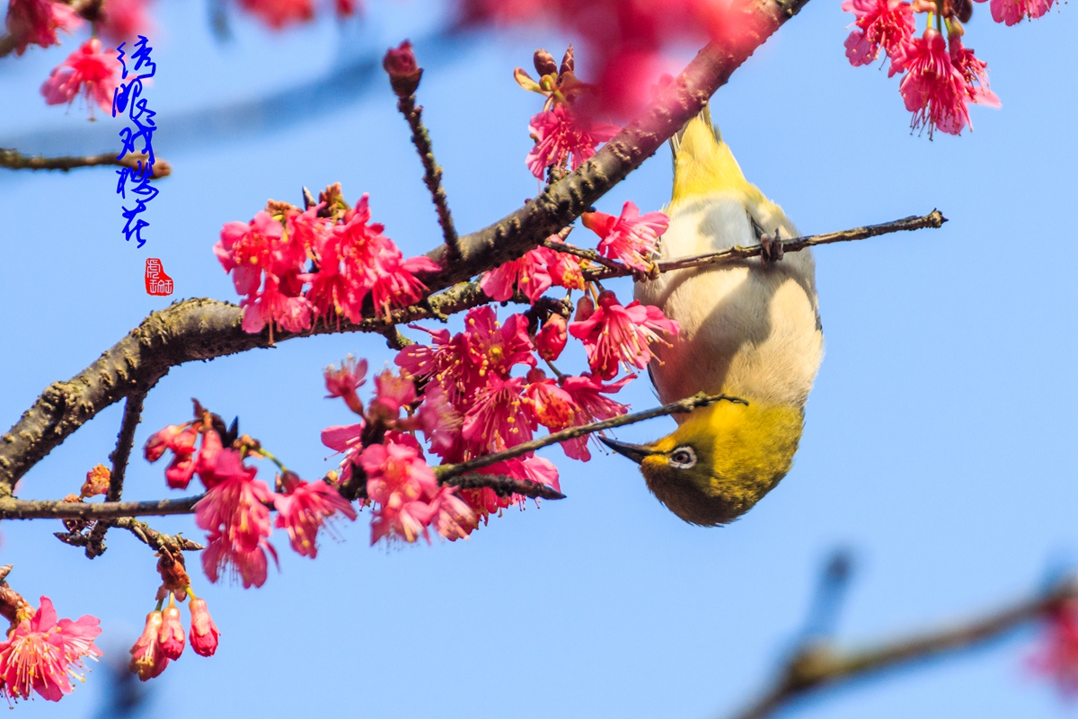 绣眼戏樱花-10.jpg