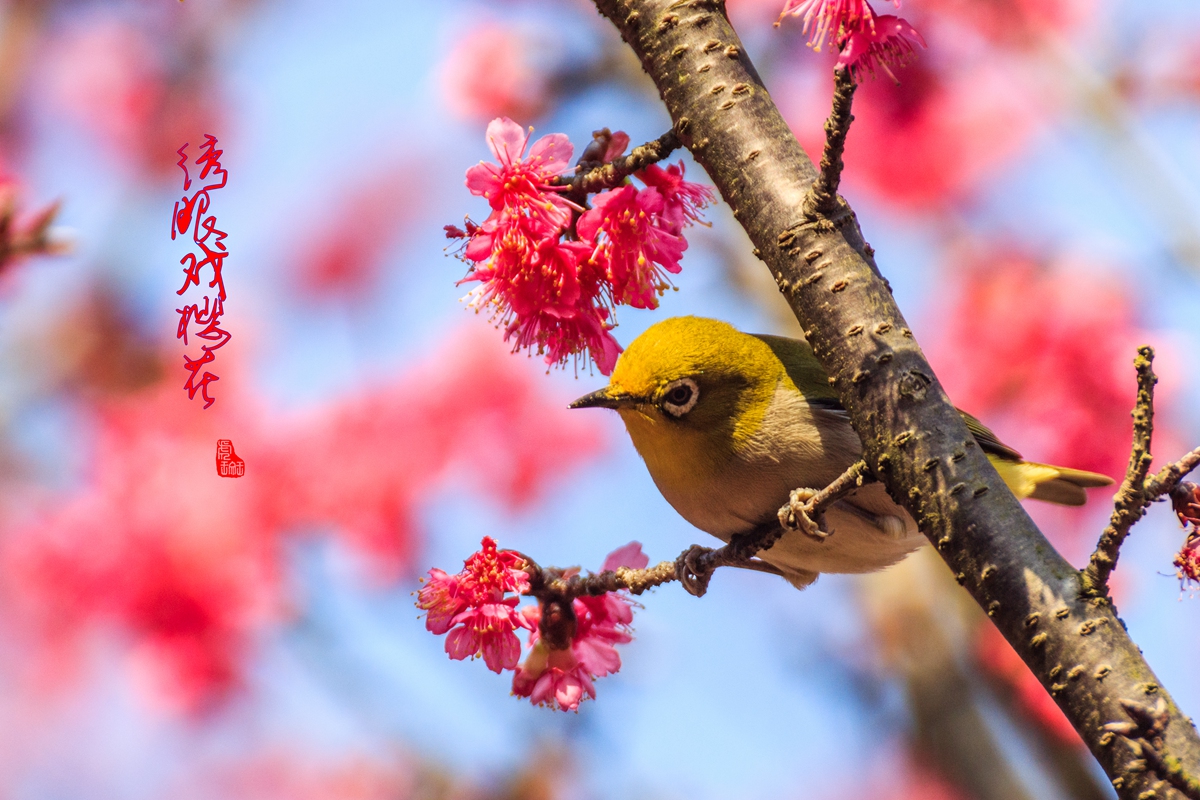 绣眼戏樱花-11.jpg