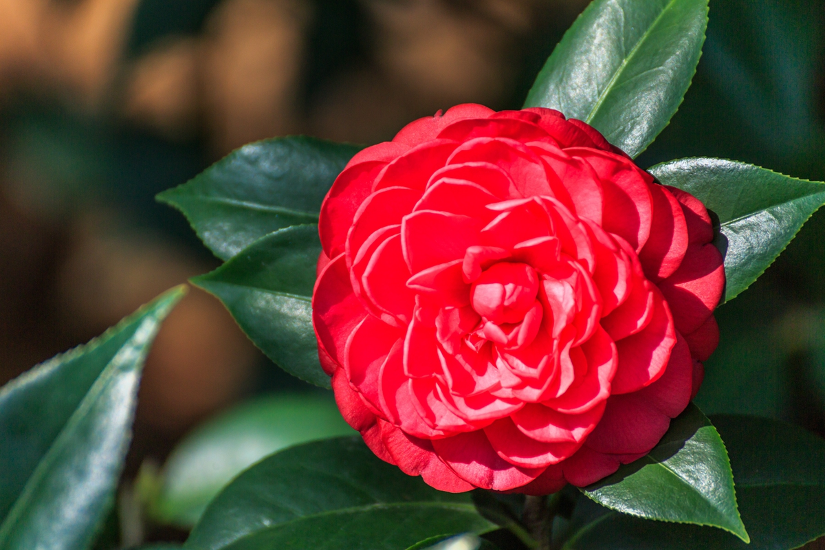 茶花 (1).jpg