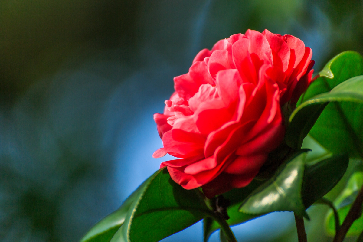 茶花 (3).jpg
