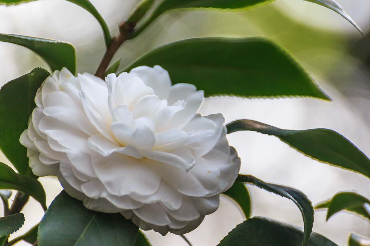 茶花 (5).jpg
