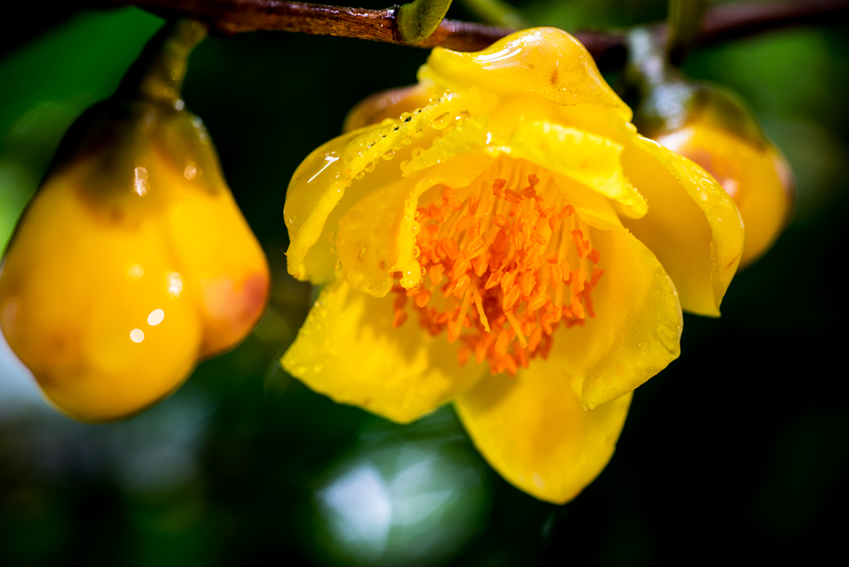 DSC_1630_副本.jpg