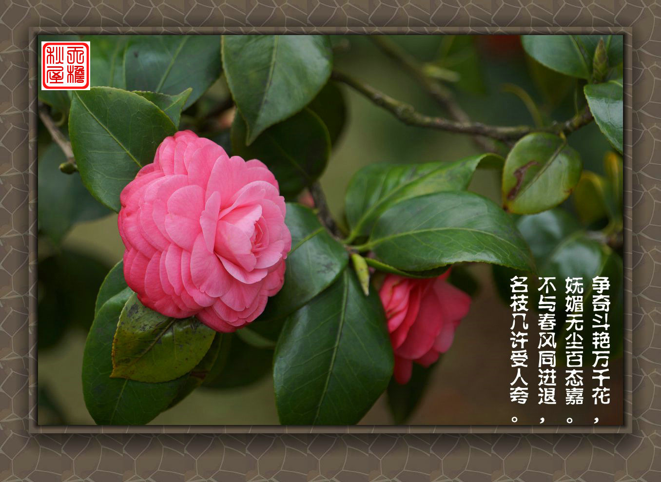 DSC02511_副本.jpg